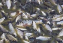 Photo of Task Force Probes Mysterious Fish Deaths at Tema Shipyard