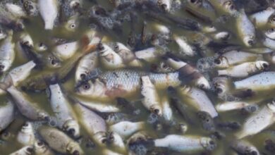 Photo of Task Force Probes Mysterious Fish Deaths at Tema Shipyard