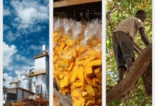 Photo of Pan-African dried fruit initiative drives industrial growth under ARIPro