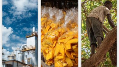 Photo of Pan-African dried fruit initiative drives industrial growth under ARIPro