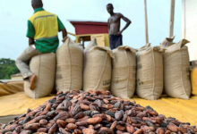 Photo of COCOBOD Accuses Licensed Buyers of Channeling Funds into Illicit Cocoa Purchases