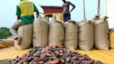 Photo of COCOBOD Accuses Licensed Buyers of Channeling Funds into Illicit Cocoa Purchases